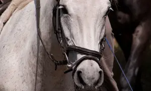 Biały koń w rzędzie z metalowym munsztukiem w pysku, gotowy do jazdy.