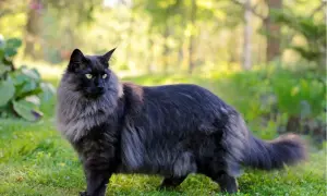 Czarny kot norweski leśny z zielonymi oczami na trawie. Zastanawiasz się nad kot norweski leśny cena?