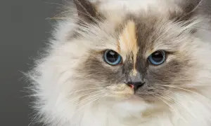 Piękny kot rasy Ragdoll, jeden z najpopularniejszych długowłosych kotów, z niebieskimi oczami i puszystym futrem.