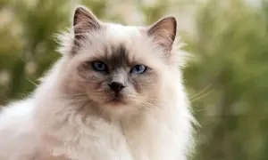 Piękny kot birmański o niebieskich oczach. Zastanawiasz się, ile jest ras kotów? Ten uroczy kot to jedna z wielu!