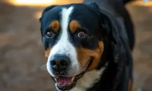 Uśmiechnięty pies rasy entlebucher. Zastanawiasz się nad entlebucher cena?