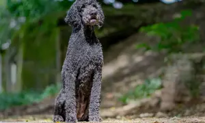 Elegancki pudel gigant, z kręconą, czarną sierścią, siedzi cierpliwie na tle zielonego, leśnego krajobrazu.