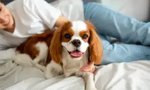 Uśmiechnięta osoba głaszcze Cavaliera, uroczego psa angielskiego, leżącego na łóżku.