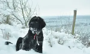 Czarny nowofundland z puszystym futrem i śniegiem na pysku siedzi w zimowym krajobrazie.