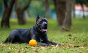 Potężny pies rasy cane corso leży na trawie obok pomarańczowej piłki. Jego waga jest imponująca, świadczy o sile i zdrowiu.