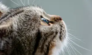 Kot z puszystym futrem, z uwagą w oku, jakby czekał na coś. Może na zabawę, a może na wizytę u weterynarza, by zbadać, czy nie ma FIV i FELV.