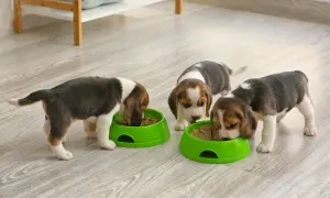 Trzy urocze szczenięta beagle, każdy w wieku około 3 miesięcy, zajadają się karmą z zielonych misek.