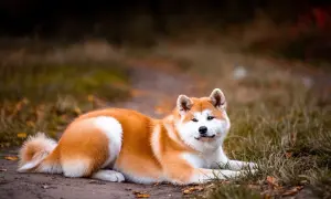 Piękny pies rasy Akita Inu, który nie szczeka, leży na ziemi wśród jesiennych liści.