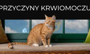 Pomarańczowy kot siedzi przy oknie. Tekst "Przyczyny krwiomoczu" sugeruje, że obraz dotyczy problemów zdrowotnych, np. gdy kot sika krwią.