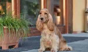 Uroczy spaniel rasa psa siedzi przed domem, z językiem lekko wysuniętym.