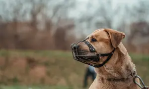 Pies w kagańcu, gotowy na spacer. Dowiedz się, jak zmierzyć kaganiec dla psa, by zapewnić mu komfort i bezpieczeństwo.