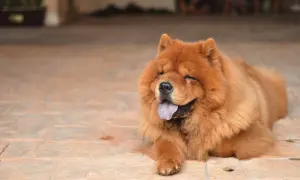 Puszysty, rudy pies rasy Chow-chow leży na płytkach, z językiem na wierzchu. Czał czał pies, wygląda na zrelaksowanego i szczęśliwego.