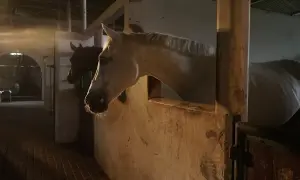 Biały koń w stajni, jego głowa wystaje z boksu. Obok ciemniejszy koń. Widać, że koń ma słabiznę.