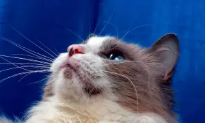 Kot z niebieskimi oczami, z widocznymi czarnymi kropkami na brodzie, patrzy w górę.