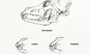 Ilustracje czaszek psów pokazują zgryz nożycowy, tyłozgryz i przodozgryz.