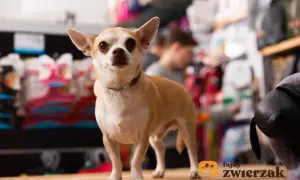 Uroczy chihuahua w sklepie zoologicznym. Sprawdź atrakcyjną chihuahua cena i wybierz swojego nowego przyjaciela!