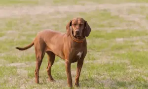 Ruda, elegancka węgierska rasa psa, Vizsla, stoi na zielonej łące, zamykając oczy.