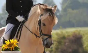 Piękny koń fiordzki z grzywą, gotowy do jazdy. Zastanawiasz się, ile kosztuje koń fiordzki?