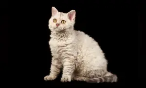 Puszysty kot rasy Selkirk Rex o falowanej sierści, z żółtymi oczami, siedzi na czarnym tle. Jego cena może być wysoka.