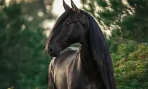 Skarogniady koń z bujną grzywą, stojący na tle zieleni.
