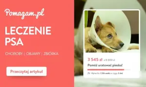 Chory piesek w kołnierzu potrzebuje pomocy. Zbiórka "Pomóż uratować pieska!" zebrała 3545 zł. Dowiedz się, ile kosztuje kroplówka dla psa i jak pomóc.
