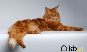 Rudzielec Maine Coon leży na białym tle. Zastanawiasz się nad khao manee cena?