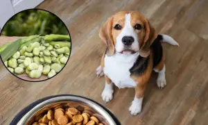 Czy pies może jeść bób? Na zdjęciu beagle siedzi obok miski z karmą, a w okręgu widać świeży bób.