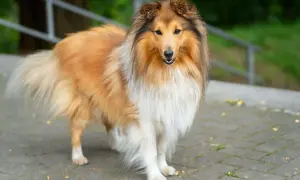 Piękny pies rasy collie, z długą, złotą sierścią, stoi na chodniku.