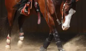 Brązowy koń w skokach, z widocznym napierśnikiem i ochraniaczami na nogach, wzbija piasek.