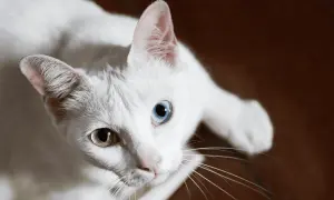 Piękny biały kot rasy z heterochromią, jedno oko błękitne, drugie bursztynowe.