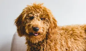 Uroczy golden z pudlem, o rudym, kręconym futrze, patrzy z zaciekawieniem.