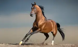 Piękny koń kary biegnie, wzbijając kurz. Jego lśniąca sierść mieni się w słońcu.