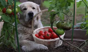 Złoty retriever z koszykiem pomidorów. Czy pies może jeść pomidory? Ten słodki piesek pilnuje zbiorów.