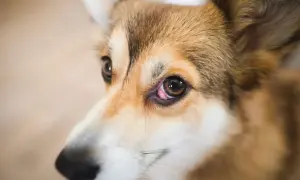 Zbliżenie na oko psa rasy corgi z widoczną różową naroślą na powiece.