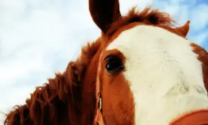 Brązowy koń z białą łatą na pysku, w tle błękitne niebo. Widać jego oko i grzywę. Latarnia u konia, jakby patrzył w dal.
