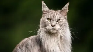 Majestatyczny kot rasy Maine Coon z bujną grzywą, który może żyć nawet 15 lat.