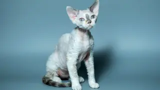 Uroczy kot rasy Devon Rex z niebieskimi oczami, siedzący na szarym tle. Zastanawiasz się nad devon rex cena?