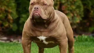Potężny american bully pocket o brązowej sierści i białej plamie na piersi stoi na trawie.