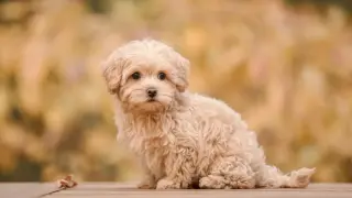 Urocza maltipoo miniaturka z puszystą, kremową sierścią siedzi na drewnianym tarasie.