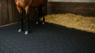 Koń stoi na gumowej macie w boksie. Widać słomę i drewniane ściany. To idealne wymiary boksu dla konia.