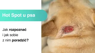 Obrzęk i zaczerwienienie na skórze psa to objawy hot spotu. Dowiedz się, jak rozpoznać i leczyć tę dolegliwość.