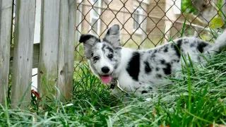 Uroczy szczeniak border collie blue merle wychyla się zza drewnianego płotu, otoczony zieloną trawą.