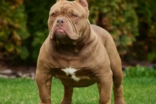 Potężny american bully pocket o brązowej sierści i białej plamie na piersi stoi na trawie.