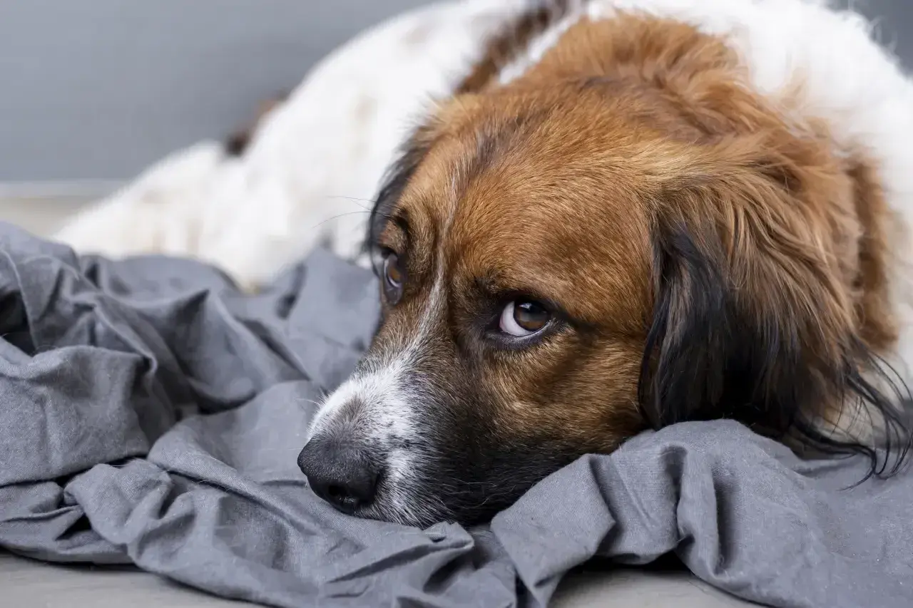 Smutny piesek leży na szarym kocu. Właściciel zastanawia się nad **dia dog dawkowanie** leku.