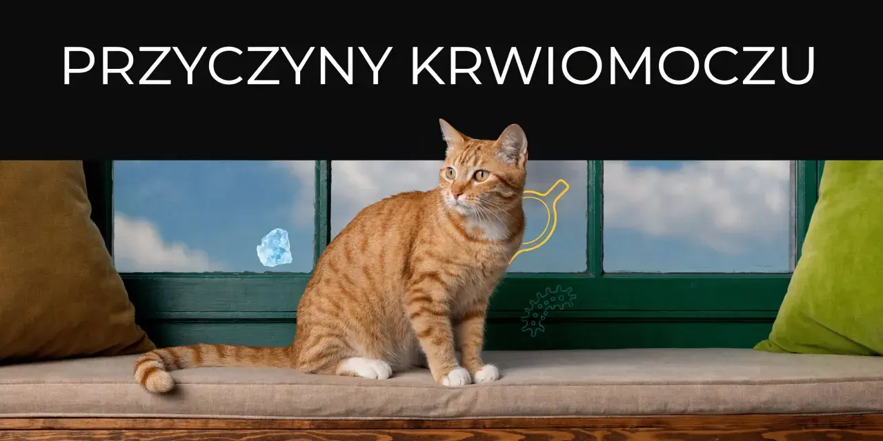 Pomarańczowy kot siedzi przy oknie. Tekst "Przyczyny krwiomoczu" sugeruje, że obraz dotyczy problemów zdrowotnych, np. gdy kot sika krwią.
