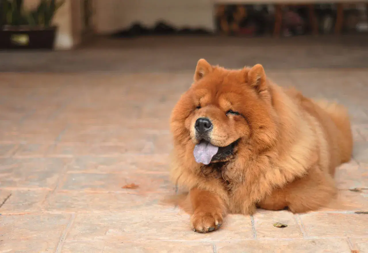 Puszysty, rudy pies rasy Chow-chow leży na płytkach, z językiem na wierzchu. Czał czał pies, wygląda na zrelaksowanego i szczęśliwego.