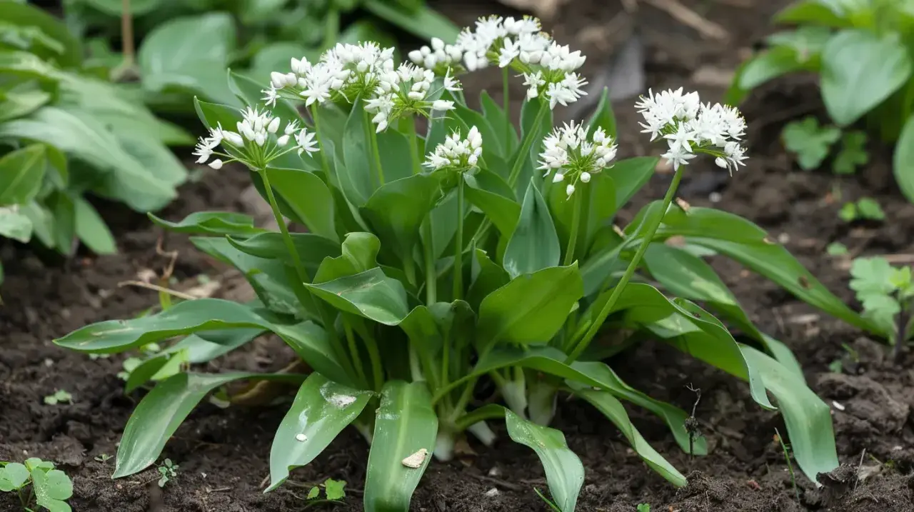 Kępa dzikiego czosnku z białymi kwiatami, idealna jako naturalny dodatek dla koni.