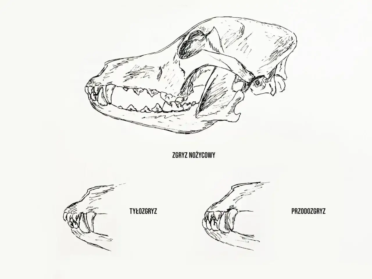 Ilustracje czaszek psów pokazują zgryz nożycowy, tyłozgryz i przodozgryz.