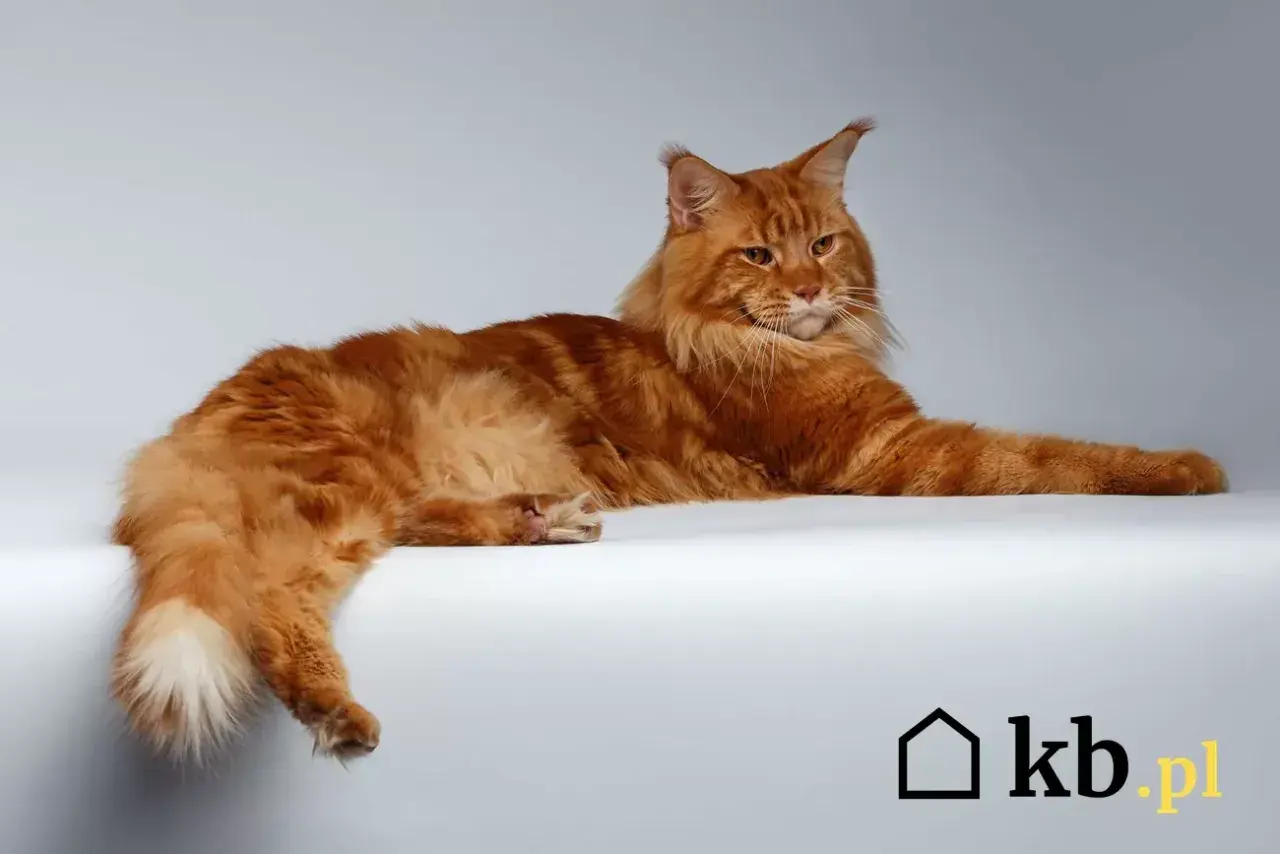 Rudzielec Maine Coon leży na białym tle. Zastanawiasz się nad khao manee cena?