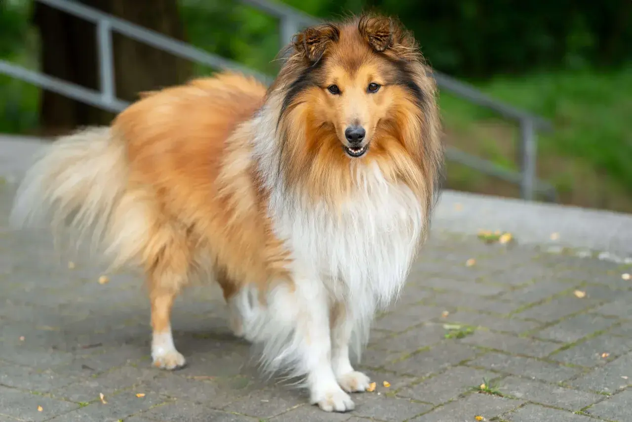 Piękny pies rasy collie, z długą, złotą sierścią, stoi na chodniku.